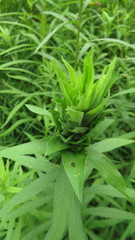 Procecidochares atra