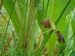 Centaurea macrocephala