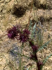 Cirsium vinaceum