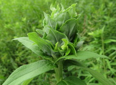 Procecidochares atra