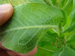 Centaurea macrocephala