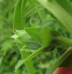 Procecidochares atra