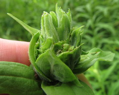 Procecidochares atra