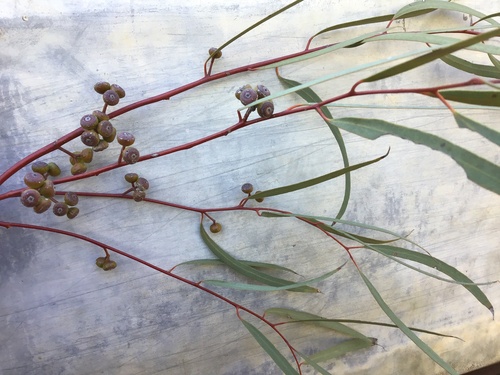 Eucalyptus leptopoda, 2024-12-06