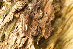 Dictenidia bimaculata