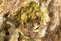 Dictenidia bimaculata