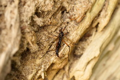 Dictenidia bimaculata