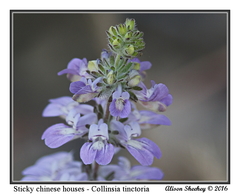 Collinsia tinctoria