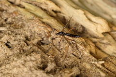 Dictenidia bimaculata