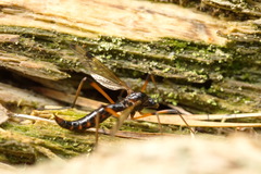 Dictenidia bimaculata