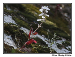 Collinsia tinctoria