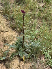 Cirsium vinaceum