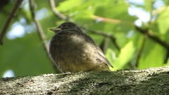 Phoenicurus ochruros