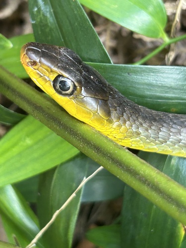 Common Tree Snake sighting