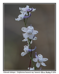 Delphinium hansenii