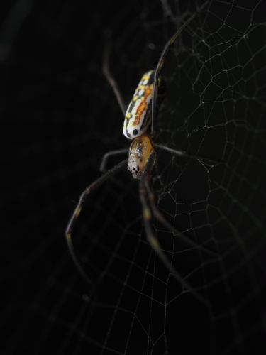 Golden Silk Spider, photo 7 of 8