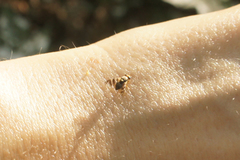 Rhagoletis cingulata