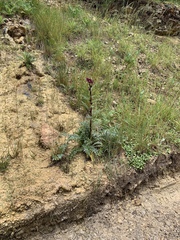 Cirsium vinaceum