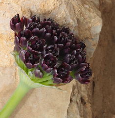 Allium rothii
