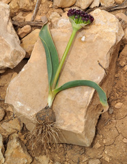 Allium rothii
