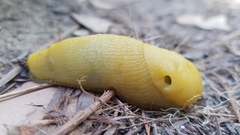 Ariolimax californicus