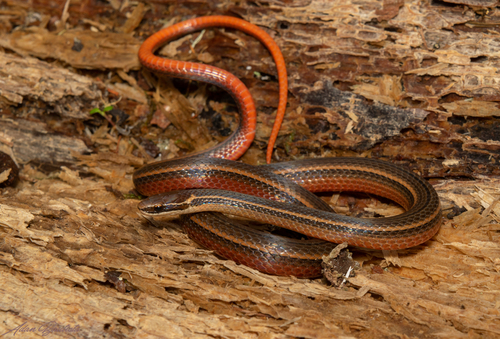 Guerreran Pine Woods Snake