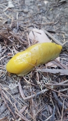 Ariolimax californicus