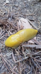 Ariolimax californicus
