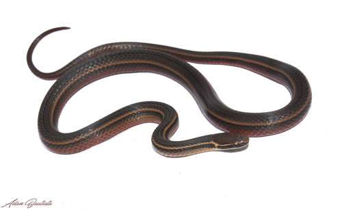 Photo of a Guerreran Pine Woods Snake (Rhadinaea omiltemana)