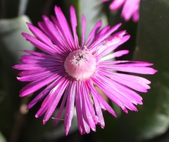 Acrodon purpureostylus