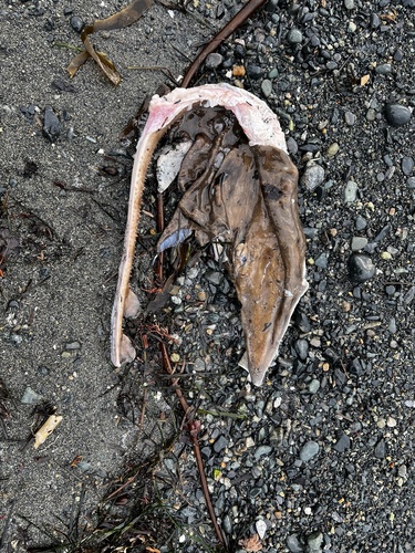 Longnose Skate (Caliraja rhina), a species recorded in Washington