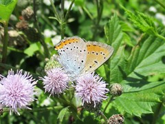 Lycaena dispar