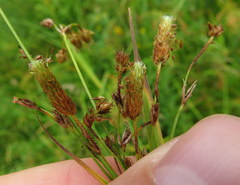 Scirpus pendulus