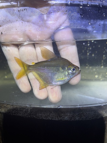 Silver dollar tetra (Poptella brevispina) — Characidae — 5
