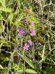 Tibouchina herbacea, recorded flowering