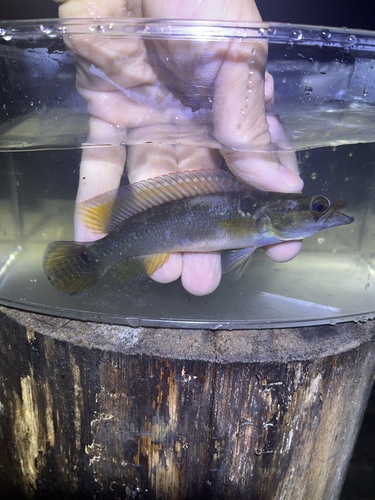 Ringtail pike cichlid (Crenicichla saxatilis) — Cichlidae — 3