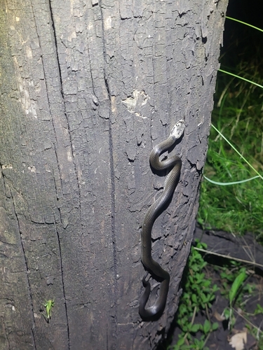 Pale-headed Snake sighting