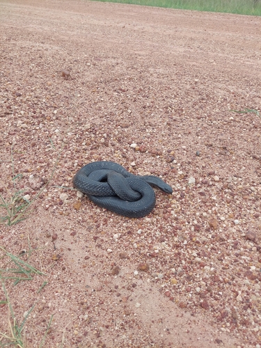 Blue-bellied Black Snake sighting
