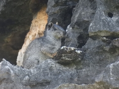 Climbing Cavy photo 1