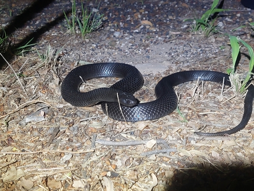 Blue-bellied Black Snake sighting