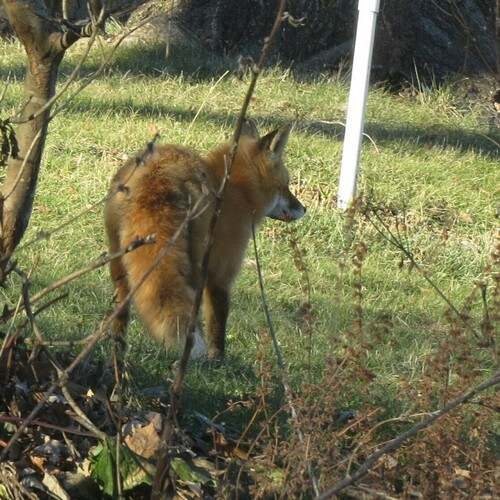 Red Fox photographed in Wisconsin