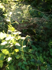 Leucauge venusta