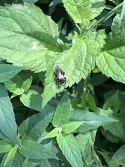 Laphria flavicollis