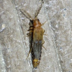Distremocephalus opaculus
