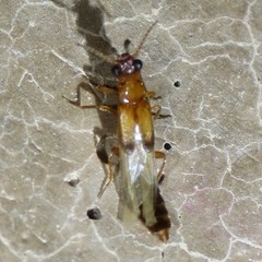 Telegeusis