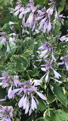 Hosta