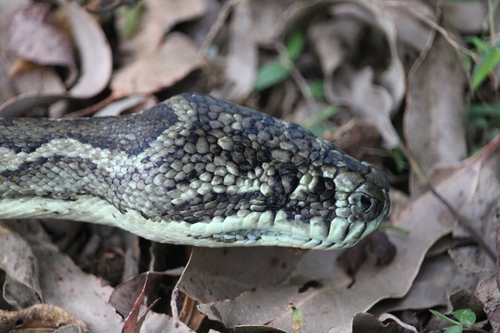 Coastal Carpet Python sighting
