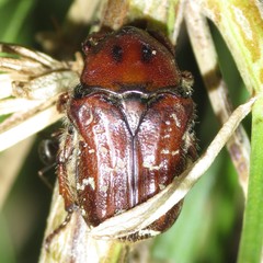 Euphoria leucographa