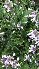 Hosta