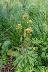 Anemonastrum biarmiense